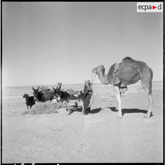 Sur la route dite des palmeraies, des petits caravaniers.