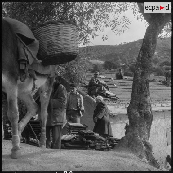 Aidés des Harkis, les civils enlèvent les tuiles des gourbis abandonnés et les chargent sur les ânes.