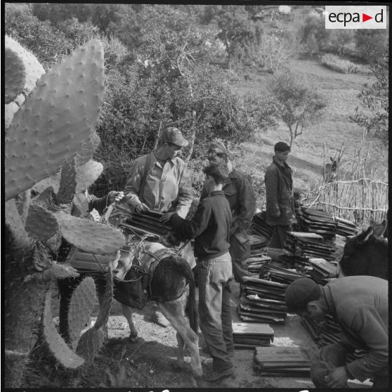 Aidés des Harkis, les civils enlèvent les tuiles des gourbis abandonnés et les chargent sur les ânes.