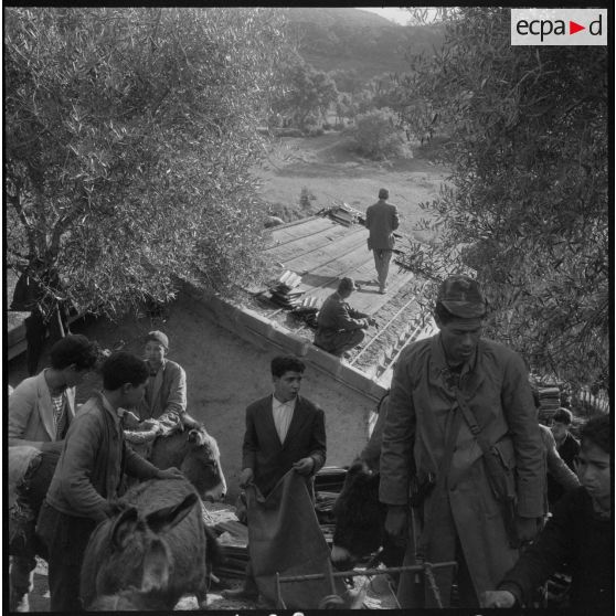 Aidés des Harkis, les civils enlèvent les tuiles des gourbis abandonnés et les chargent sur les ânes.