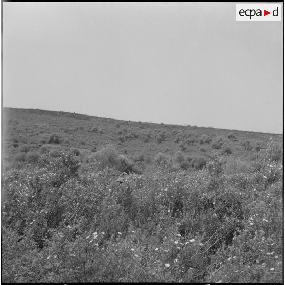Harka du 2/16e RIC en opération. [Description en cours]
