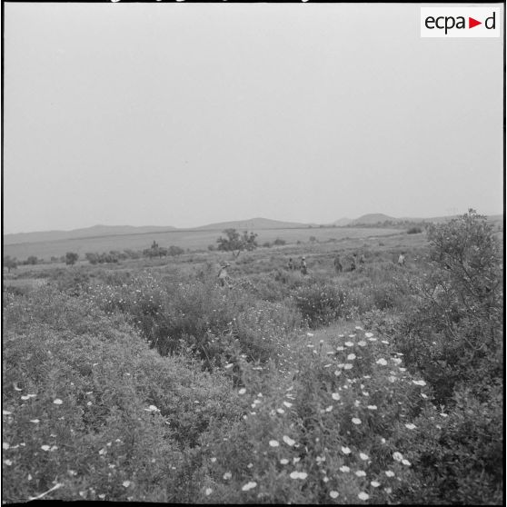 Harka du 2/16e RIC en opération. [Description en cours]
