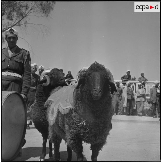 La nouba du 1er régiment de tirailleurs algériens (RTA). [Description en cours]