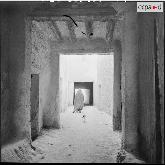 Ouargla. Une femme et un chat dans la rue.