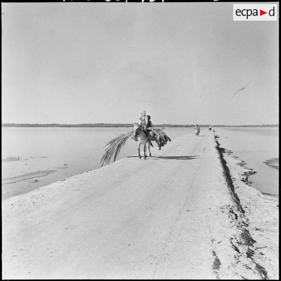 Ouargla. Un marchand à dos de cheval sur la route.