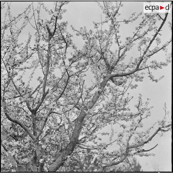 Bordj de La Platriere. Arbres en fleurs.