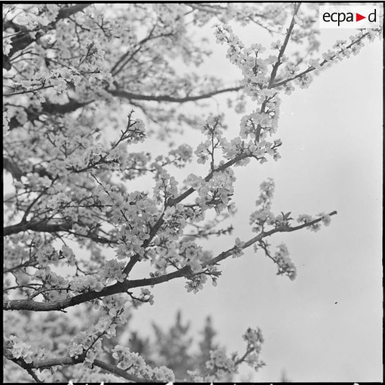 Bordj de La Platriere. Arbres en fleurs.