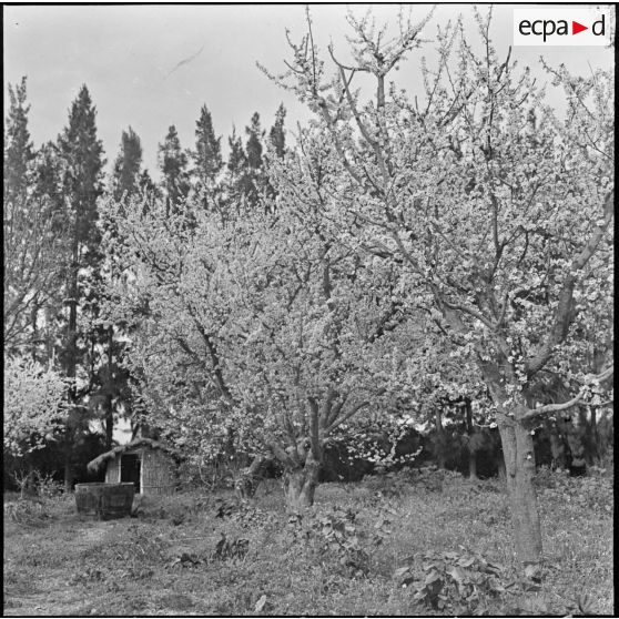 Bordj de La Platriere. Arbres en fleurs.