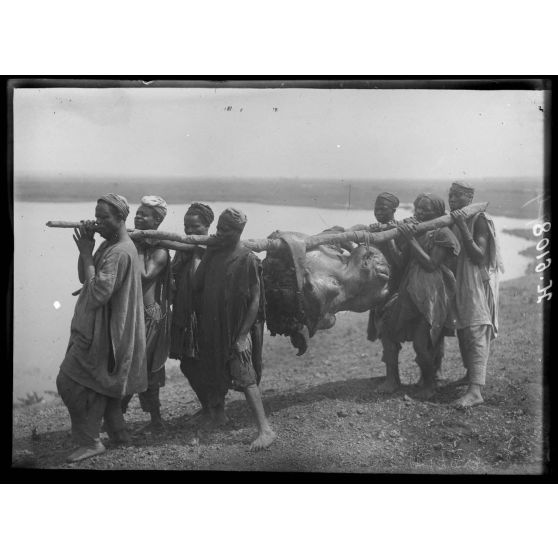 Tibati. Tête d'hippopotame portée par huit hommes. [légende d'origine]