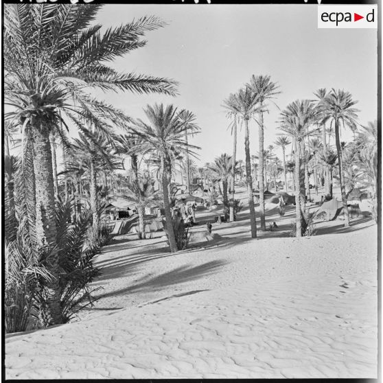 Colomb-Béchar. Des tentes installées dans une oasis.
