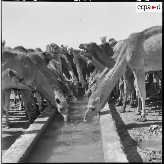 Colomb-Béchar. Des dromadaires se désaltèrent.