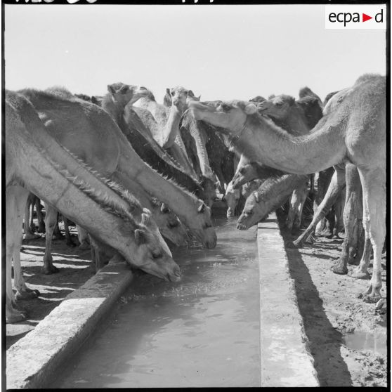Colomb-Béchar. Des dromadaires se désaltèrent.