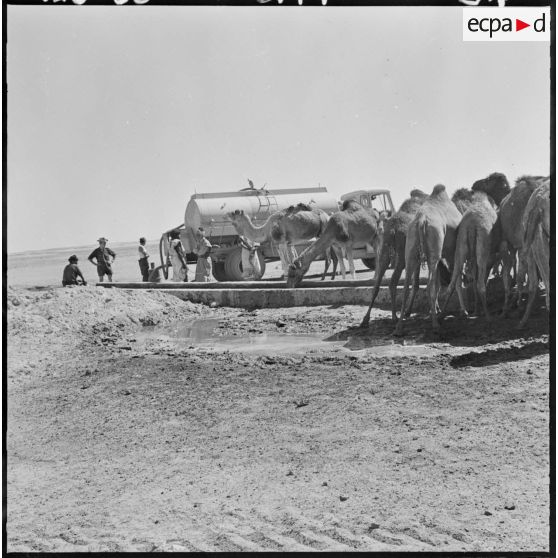 Colomb-Béchar. Des dromadaires se désaltèrent à côté d'un camion-citerne.