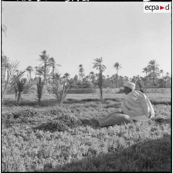 Ouakda. Le ksar et les jardins potagers.