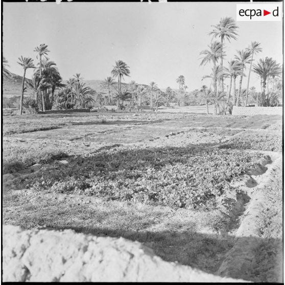 Ouakda. Le ksar et les jardins potagers.
