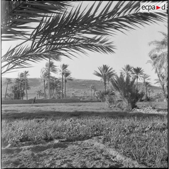 Ouakda. Le ksar et les jardins potagers.