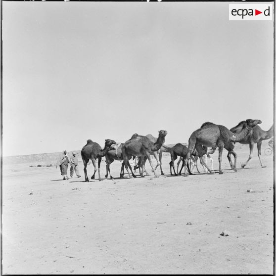 Abadla. Des hommes avec des dromadaires.