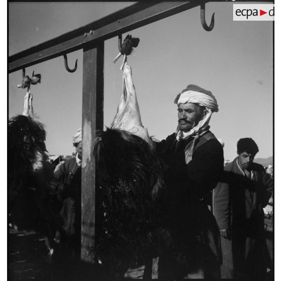 Timgad. Un homme dépouille un animal mort.