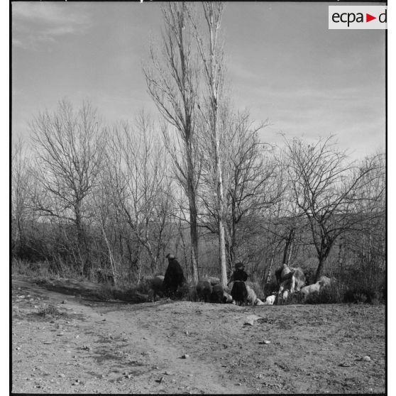 Timgad. Des éleveurs avec leurs animaux.