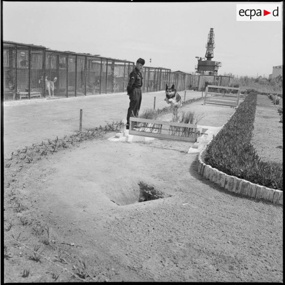 Le chenil de la base aérienne de Reghaia. Un maître-chien avec son chien à l'entraînement.