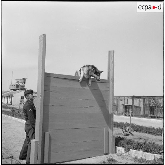 Le chenil de la base aérienne de Reghaia. Un maître-chien avec son chien à l'entraînement.
