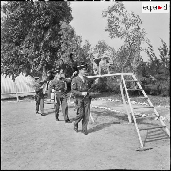 Chenil à la gendarmerie de Beni Messous. Entraînement des chiens.