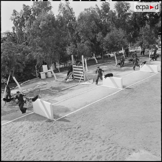 Chenil à la gendarmerie de Beni Messous. Entraînement des chiens.