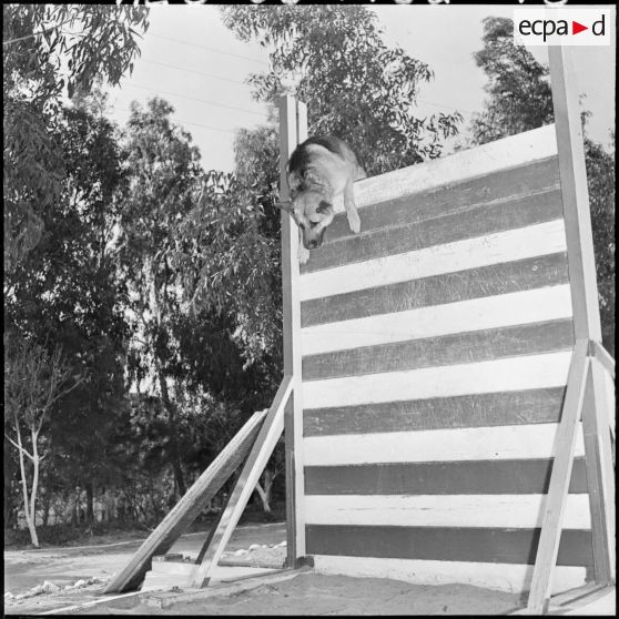 Chenil à la gendarmerie de Beni Messous. Entraînement des chiens.