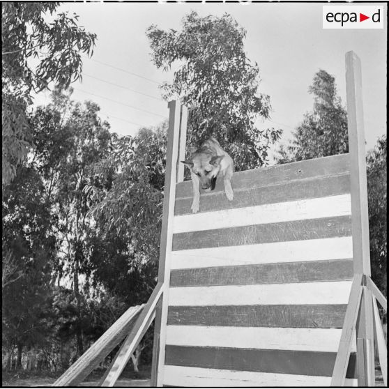 Chenil à la gendarmerie de Beni Messous. Entraînement des chiens.