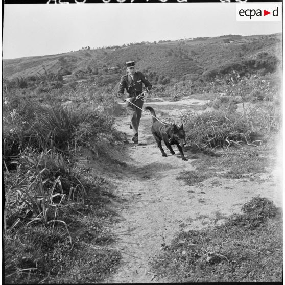 Chenil à la gendarmerie de Beni Messous. Entraînement des chiens.