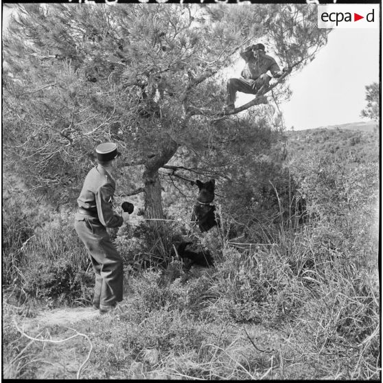 Chenil à la gendarmerie de Beni Messous. Entraînement des chiens.