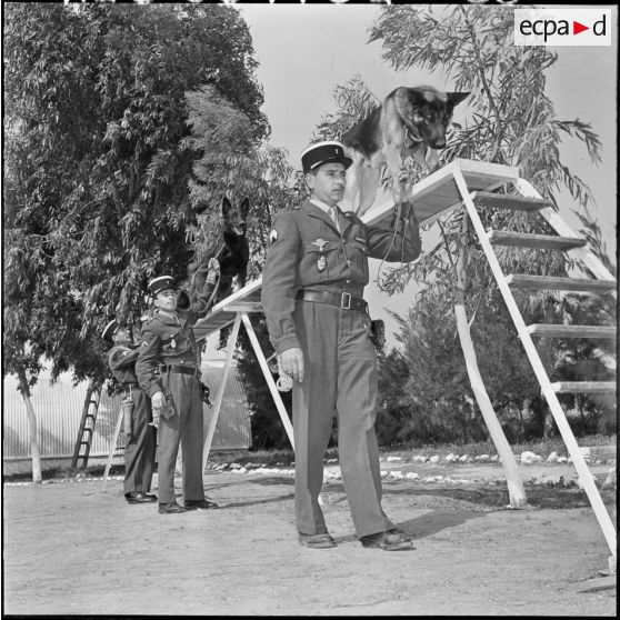 Chenil à la gendarmerie de Beni Messous. Entraînement des chiens.