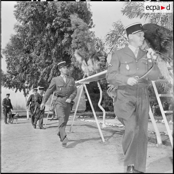 Tamanrasset. Des Maître-chien entraînant leurs chiens.