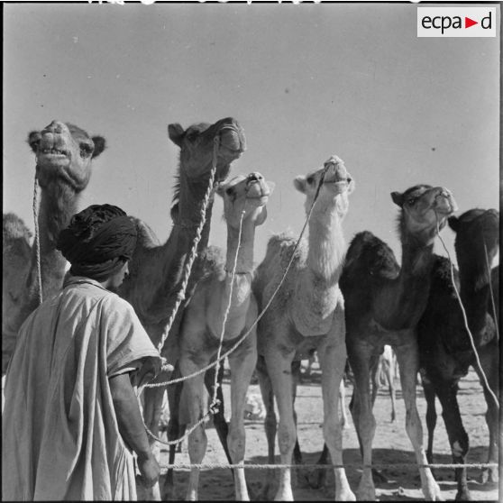 Inauguration du marché aux chameaux de Tindouf.