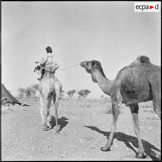 Les Reghibats regroupent les chameaux.