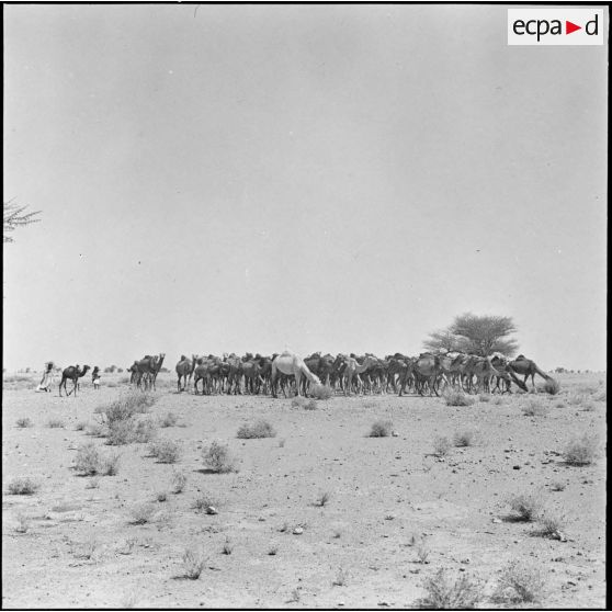 Les Reghibats regroupent les troupeaux de chameaux.
