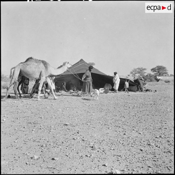 A 150 kms de Tindouf un campement d'une famille de Reghibats.