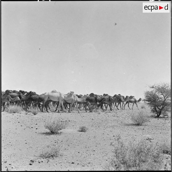 Les Reghibats regroupent les troupeaux de chameaux.
