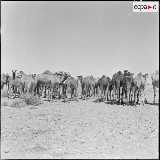 Les Reghibats regroupent les troupeaux de chameaux.