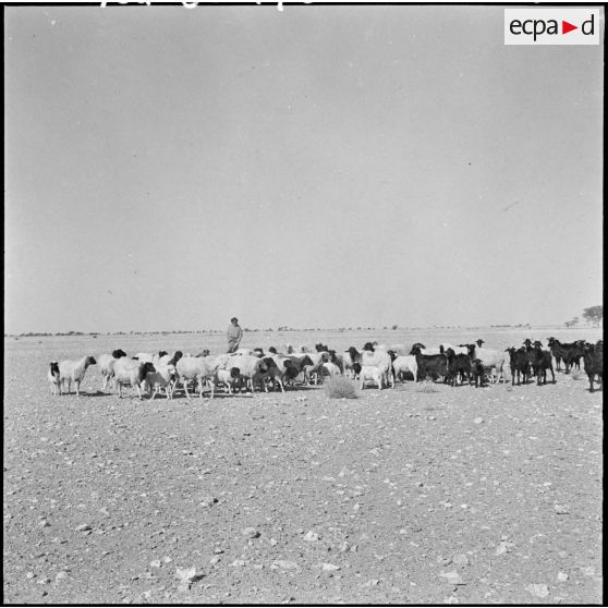 Un berger Reghibat avec son troupeau de moutons.