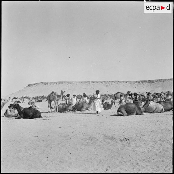 Avec les Reghibats. Vue d'ensemble du marché aux chameaux à Tindouf.