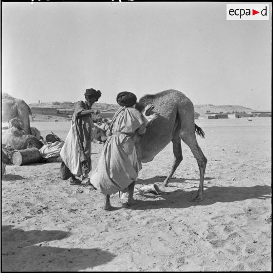Les Reghibats fixent l'anneau nasal qui servira à diriger le jeune chameau.