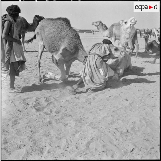 Les Reghibats fixent l'anneau nasal qui servira à diriger le jeune chameau.