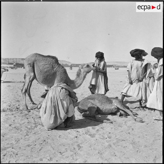 Les Reghibats fixent l'anneau nasal qui servira à diriger le jeune chameau.