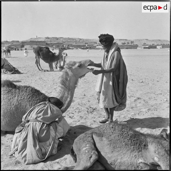 Les Reghibats fixent l'anneau nasal qui servira à diriger le jeune chameau.