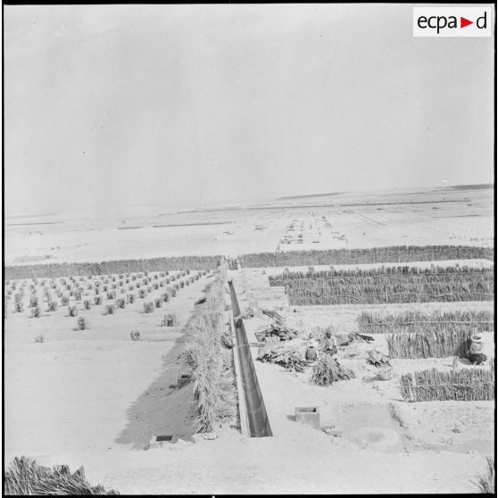 Tamerna. Nouvelle palmeraie en cours de plantation.