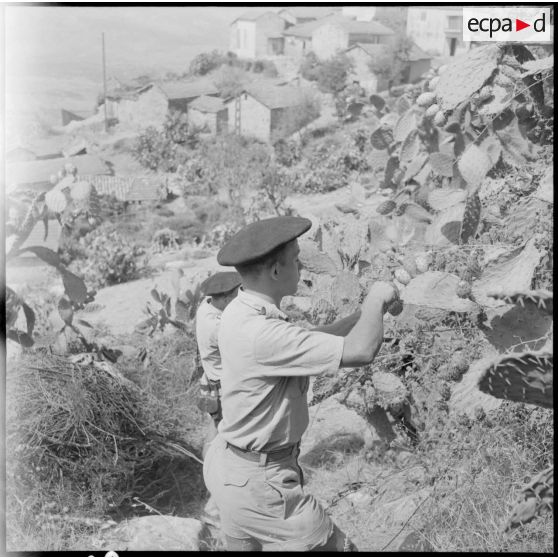 27e bataillon de chasseurs alpins (27e BCA). Les chasseurs sont friands de figues de Barbarie, ici à Iffigha.