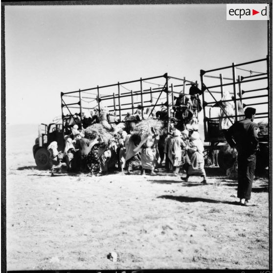 Bedeau. Transport des ramasseurs d'alfa.