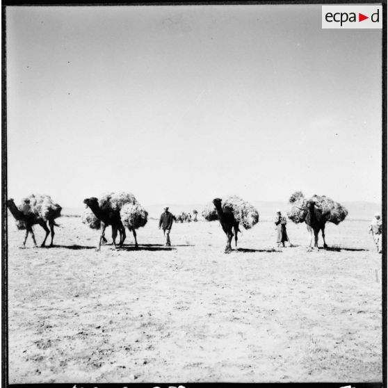 Bedeau. Transport de l'alfa par chameaux.