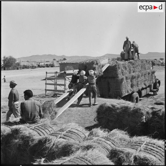 Bedeau. Chargement de balles d'alfa sur camion.